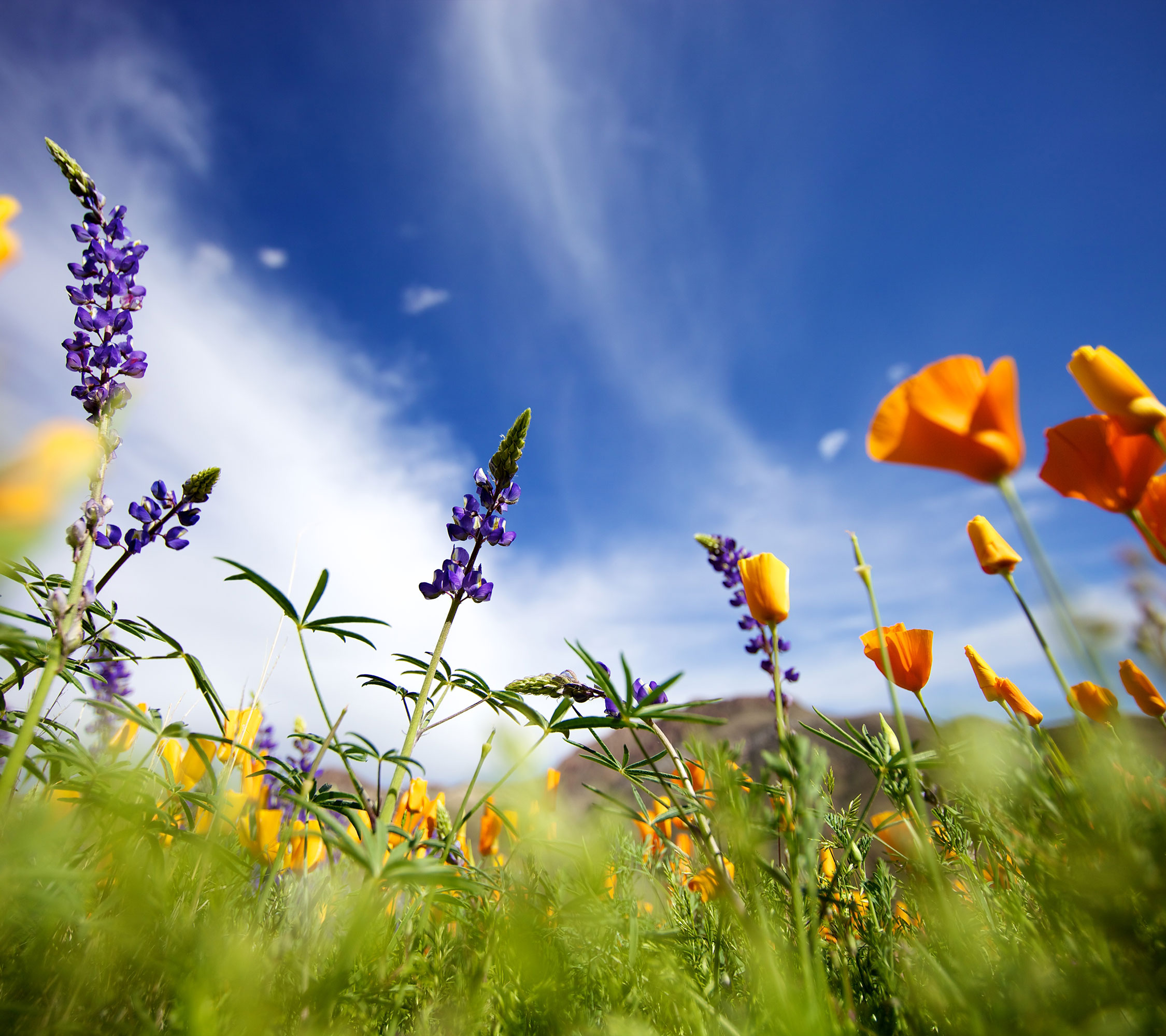 Pima Federal wildflowers